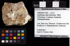 Foto (Objket + Etiketten) von Galatheites zitteli (Moericke, 1889) 